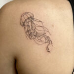 meduse